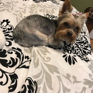 Meet your Posher, Lauren